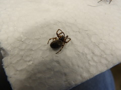 Arachnida