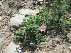 Rosa nutkana macdougalii