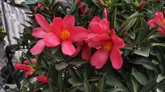 Camellia azalea
