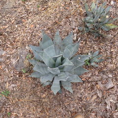 Agave shrevei