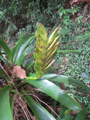 Vriesea paraibica
