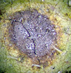 Ramularia helminthiae