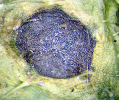 Ramularia helminthiae