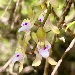 Sarcochilus australis