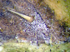 Ramularia helminthiae
