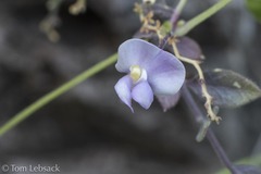 Phaseolus filiformis