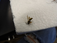 Vespula