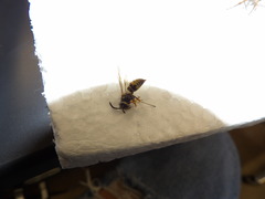 Vespula