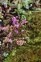 Lathraea clandestina