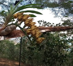 Mormodes maculata maculata
