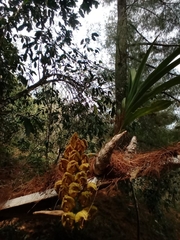 Mormodes maculata maculata