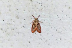 Miltochrista irregularis