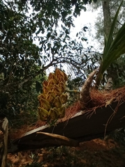 Mormodes maculata maculata
