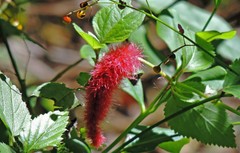 Acalypha herzogiana