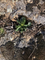 Anarrhinum bellidifolium