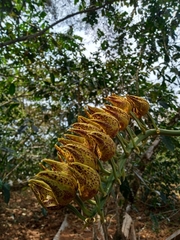 Mormodes maculata maculata