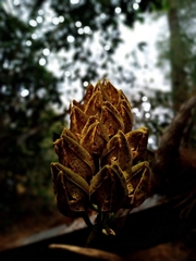 Mormodes maculata maculata