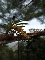 Mormodes maculata maculata