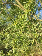 Salix babylonica tortuosa
