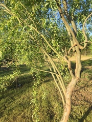 Salix babylonica tortuosa