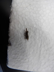 Orthoptera