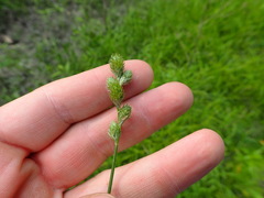 Carex alata