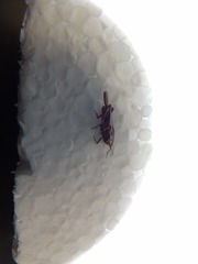 Orthoptera