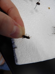 Orthoptera