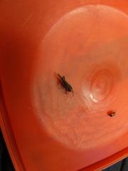 Orthoptera