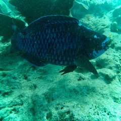 Scarus coelestinus
