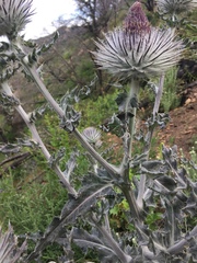 Cirsium occidentale