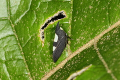 Enchenopa lanceolata