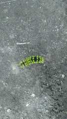 Leucanella viridescens