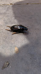 Hydrophilus latipalpus