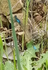 Ischnura cervula