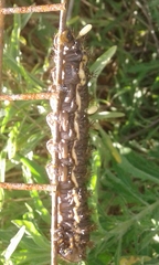 Heliconisa pagenstecheri