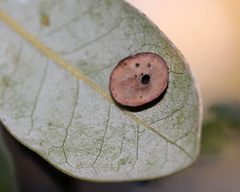 Paracraspis guadaloupensis