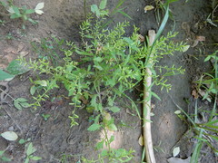 Rorippa sessiliflora