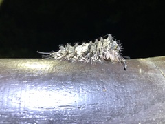 Lymantria mathura subpallida