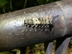 Lymantria mathura subpallida