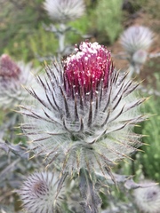 Cirsium occidentale