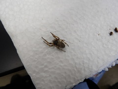 Araneae