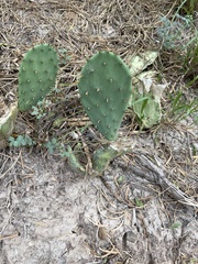 Opuntia lindheimeri