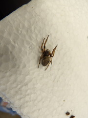 Araneae
