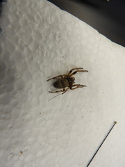 Araneae