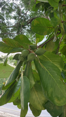 Magnoliopsida