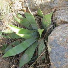 Agave zebra