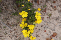 Hibbertia hypericoides hypericoides