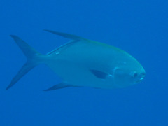 Trachinotus blochii