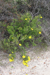Hibbertia hypericoides hypericoides